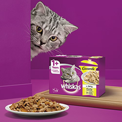 Wishkas Casserole en DisfrutaBox 123 Escondite Inglés Wishkas Casserole en DisfrutaBox 123 Escondite Inglés